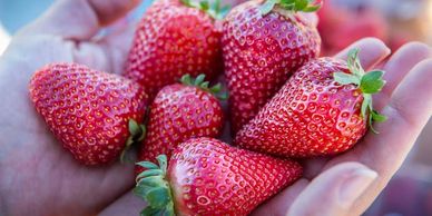 Finn Strawberry Plant Variety grown by Cedar Point Nursery Strawberry Farm in California.