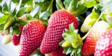 Frontera Strawberry Plant Variety grown by Cedar Point Nursery Strawberry Farm in California.