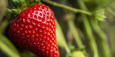 Moxie Strawberry Plant Variety grown by Cedar Point Nursery Strawberry Farm in California.