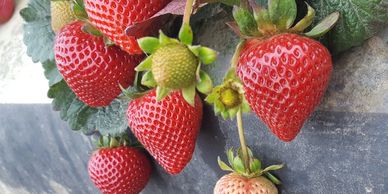 Monterey Strawberry Plant Variety grown by Cedar Point Nursery Strawberry Farm in California