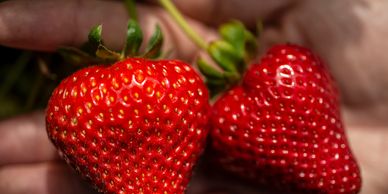 Victor Strawberry Plant Variety grown by Cedar Point Nursery Strawberry Farm in California.