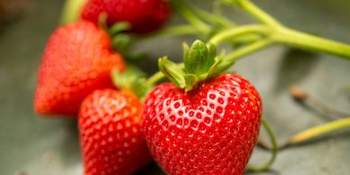 Warrior Strawberry Plant Variety grown by Cedar Point Nursery Strawberry Farm in California.