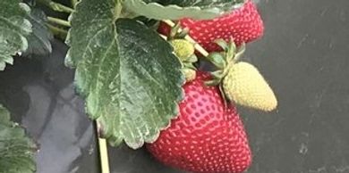 Cabrillo Strawberry Plant Variety grown by Cedar Point Nursery Strawberry Farm in California.