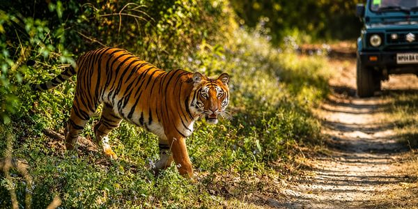 Tiger on a forest path near a jeep.