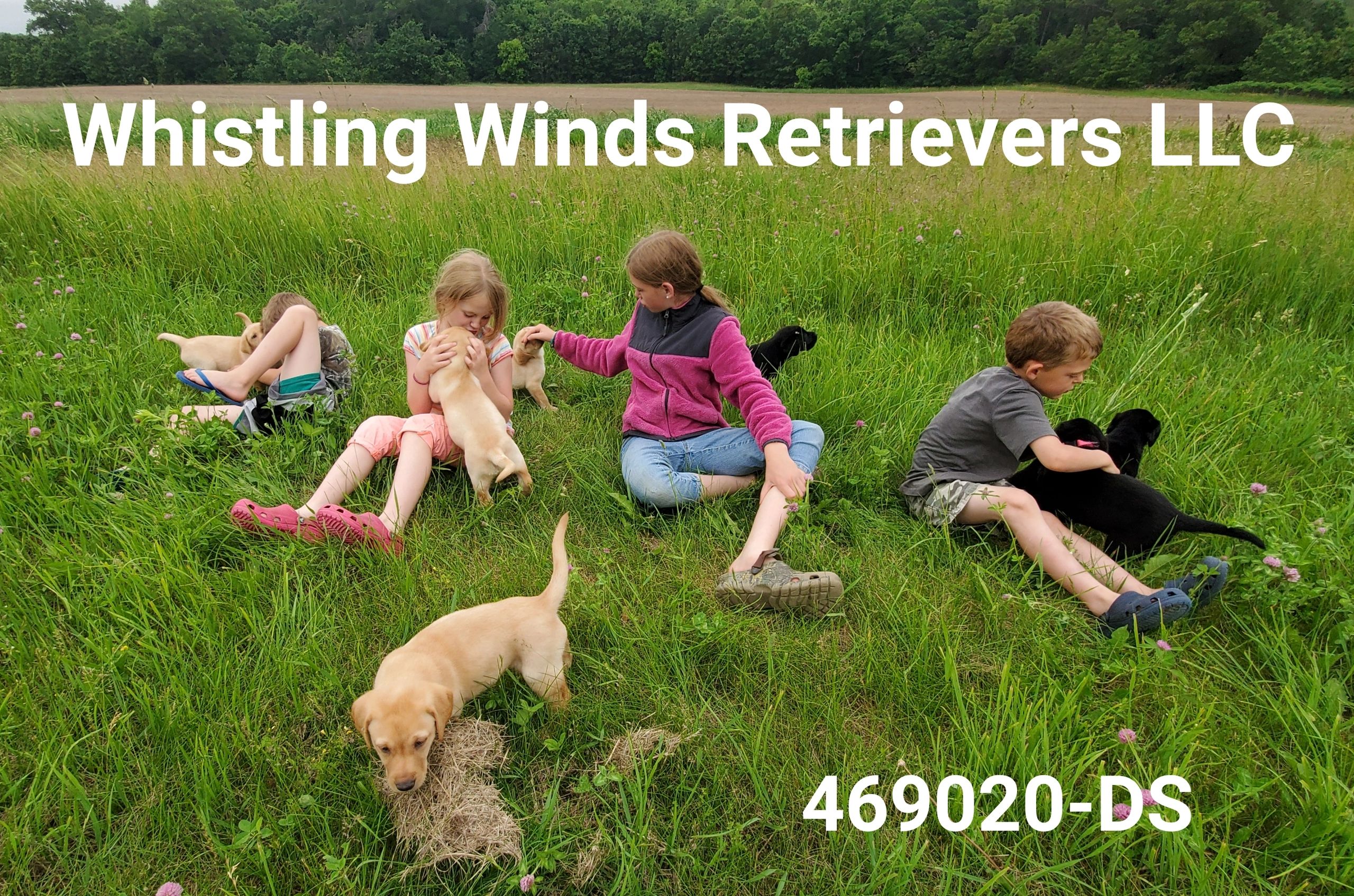 Whistling Winds Retrievers Home