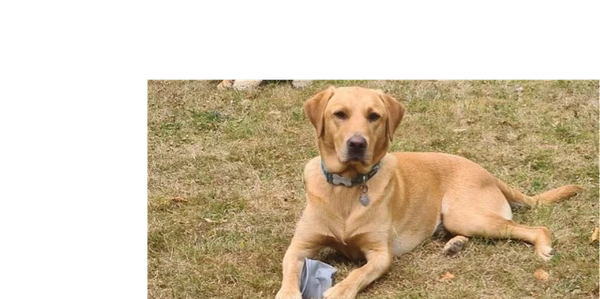 Golden Labrador lying on dry grass holding a crumpled paper.