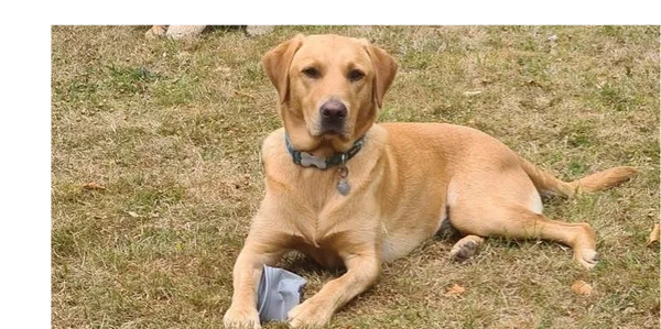 Golden Labrador lying on dry grass holding a crumpled paper.