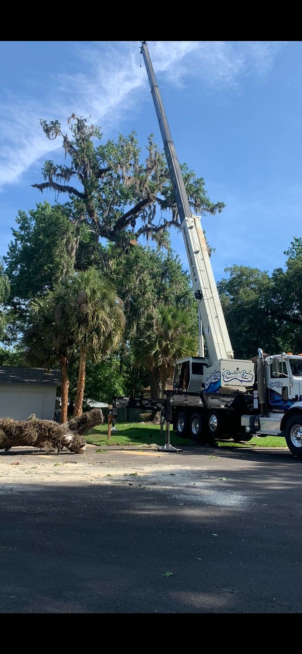 Crane assisted tree removal 