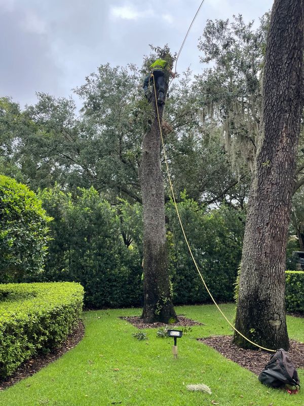 Tree removal 