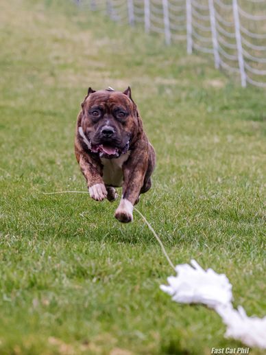 dog chasing white bags