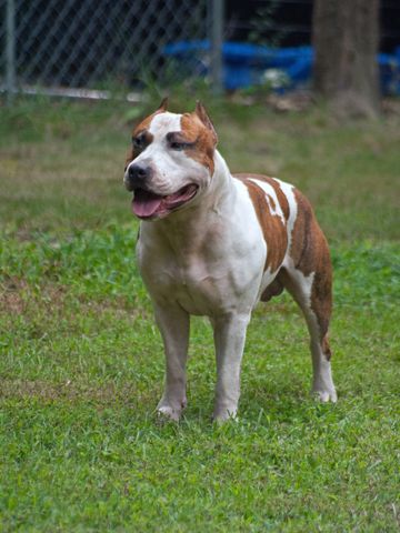 Dog standing in grass