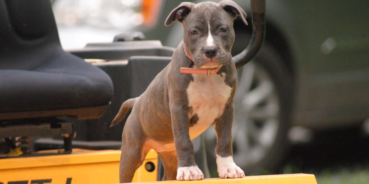 American Staffordshire Terrier puppy on a lawn mower