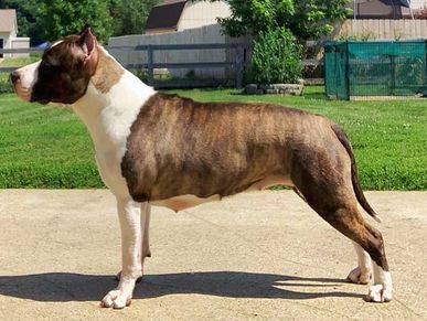 dog standing sideways in yard