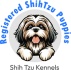 Shih Tzu Kennels 