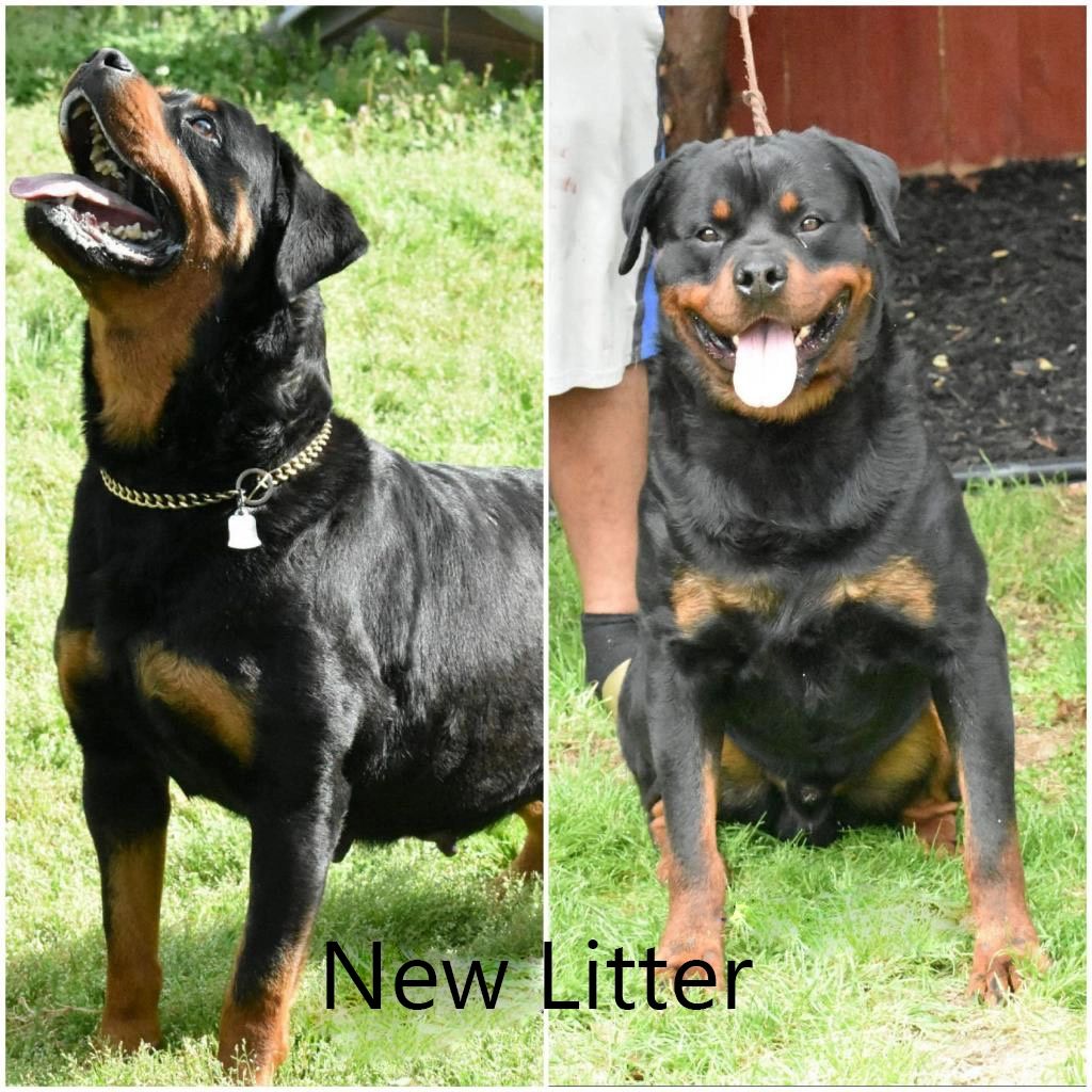 Rottweilers - Bluestone Kennels