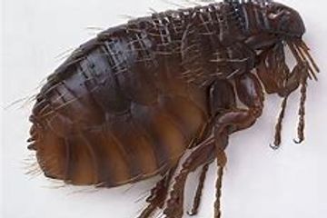 SERVICES WE OFFER | GUARANTEED BUG CONTROL