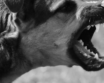 vicious dog