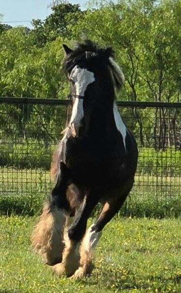 Black and white horse running in a grassy field.