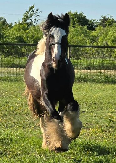 A black and white horse running on a grassy field.