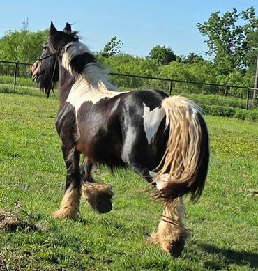 Black and white horse walking on grass.