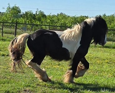 Black and white horse galloping in a grassy field.