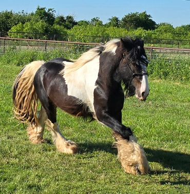 A black and white horse walking on grass.