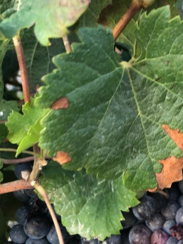 Nur die besten Trauben für den 6cero