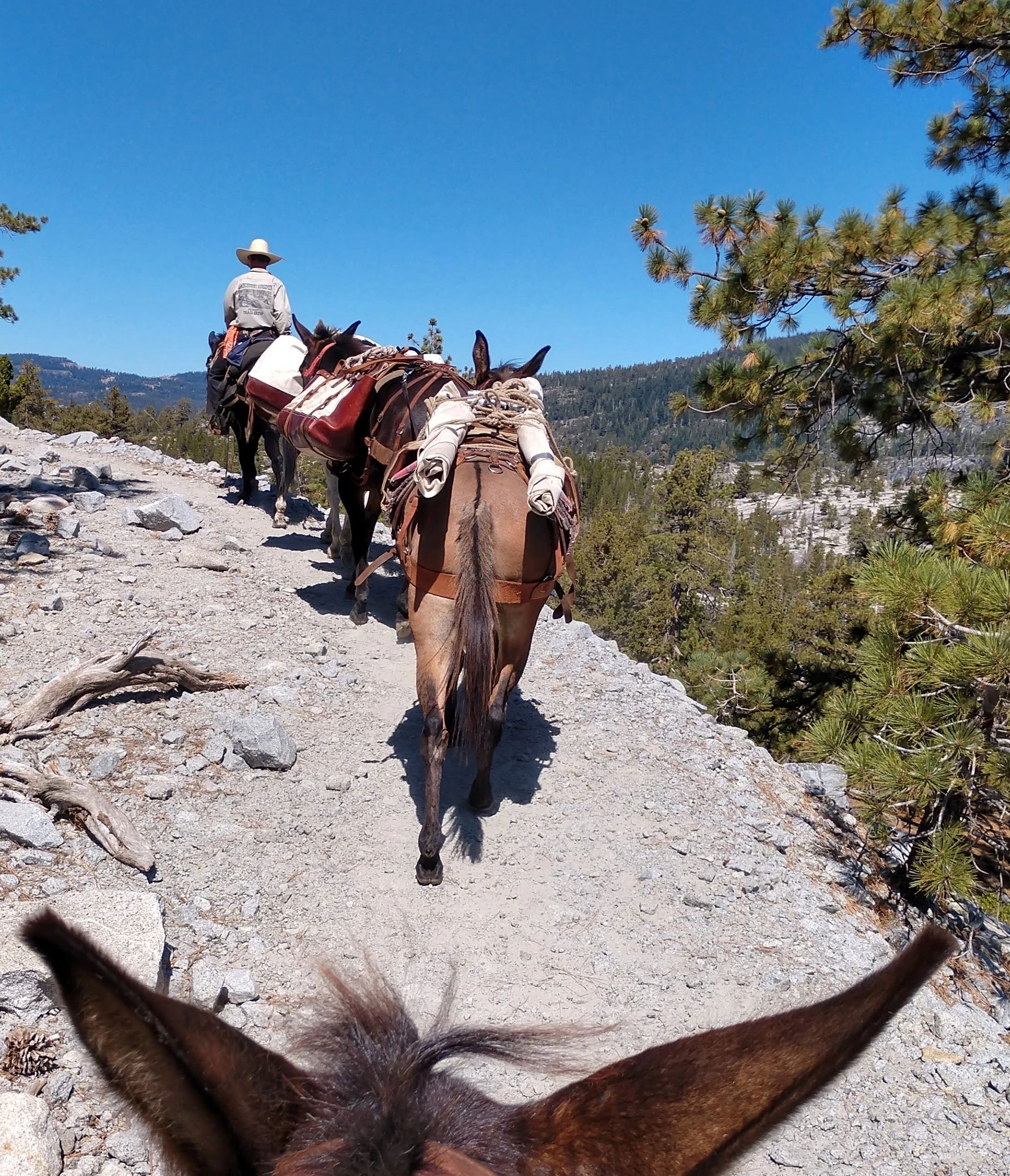 horses and mules packing in the high Sierra mountains