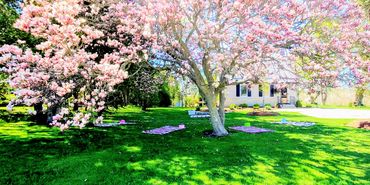 Spring Outdoor Yoga under our magnolia tree