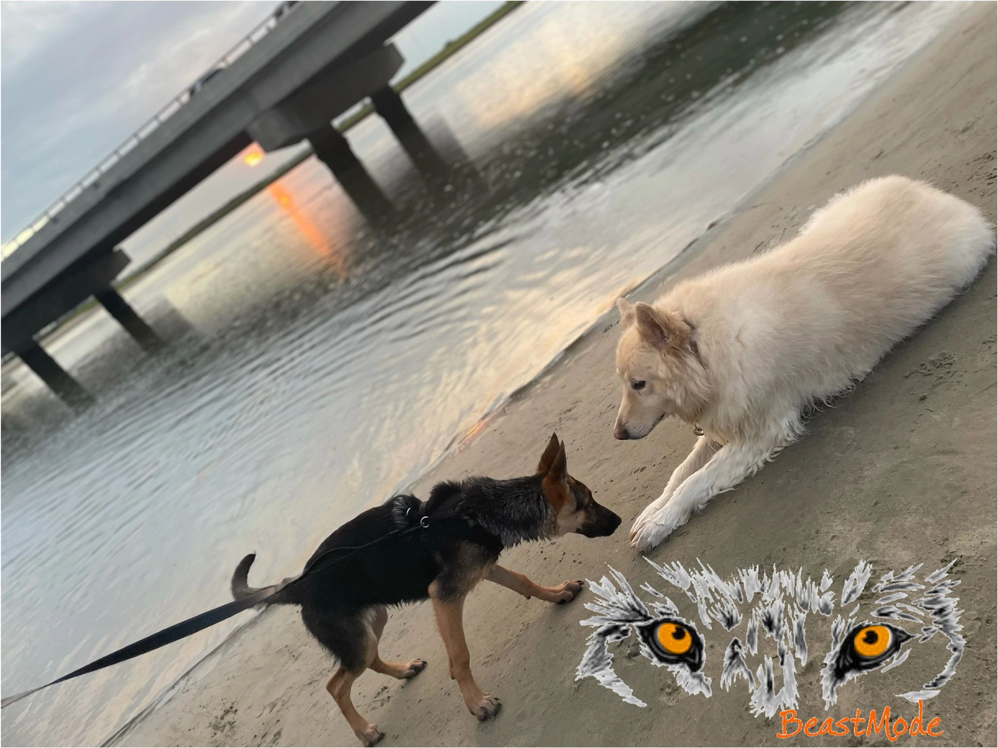 BeastMode K9 Training