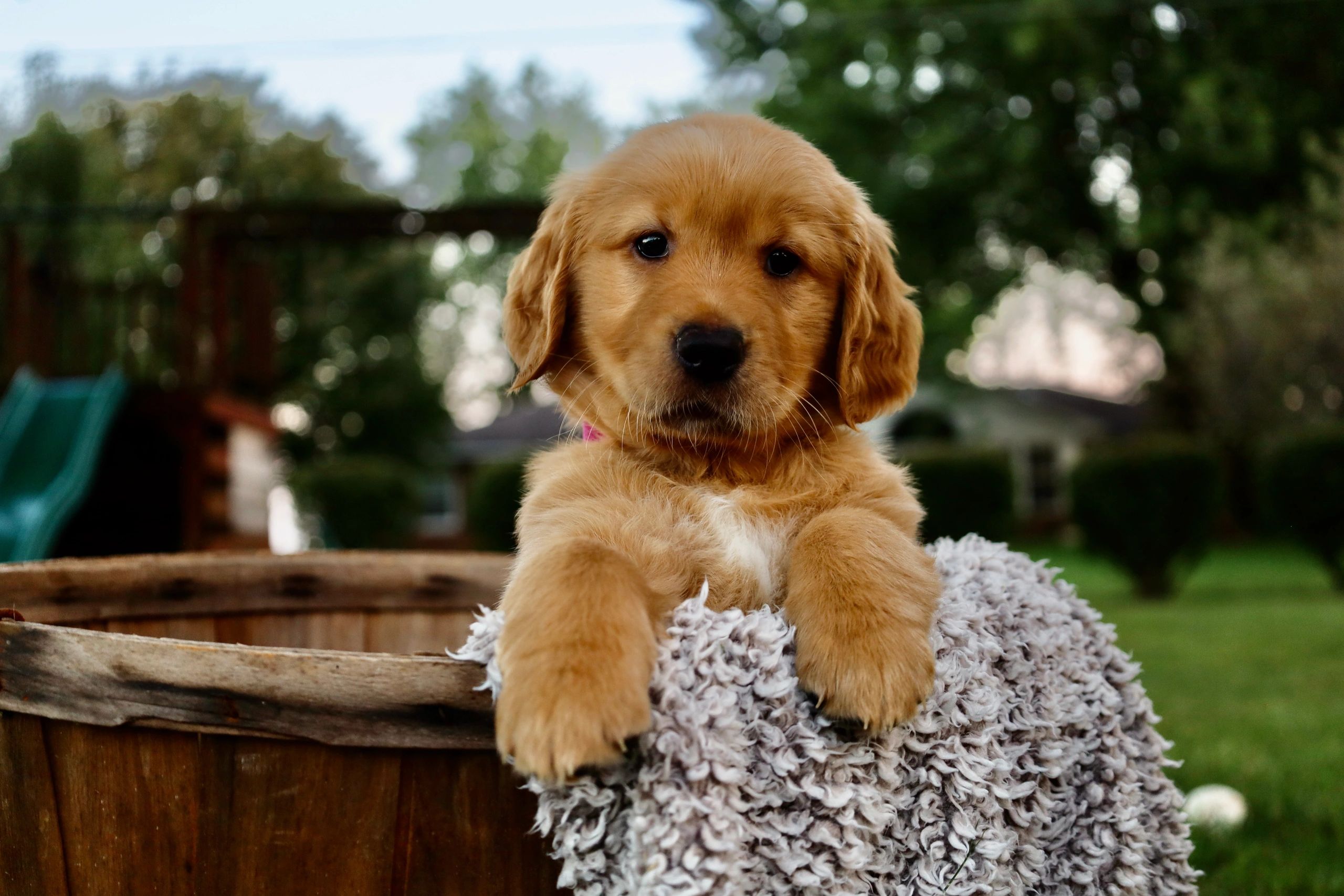 Adorable golden retriever puppy in a basket.