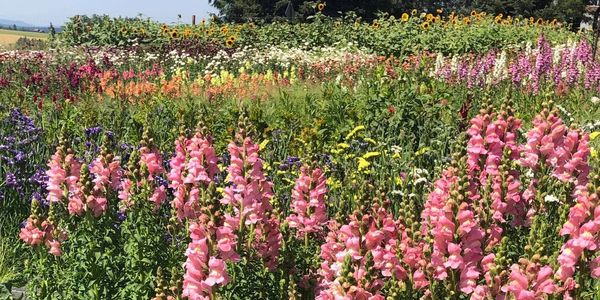 A vibrant field filled with diverse blooming flowers under clear skies.