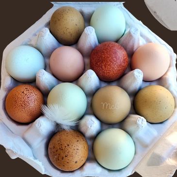 Duck Eggs (dozen) - Farmstead Foods