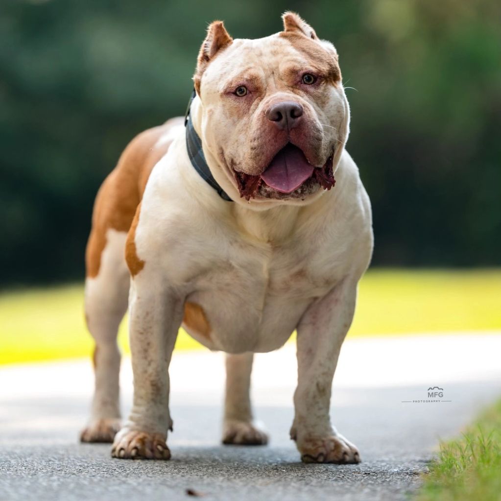 Bossy’s Tsunami 

Stud Fee - 7500