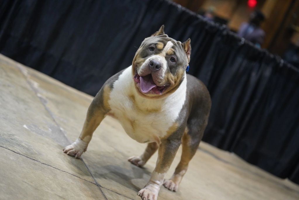 Amory 

Stud Fee 3500