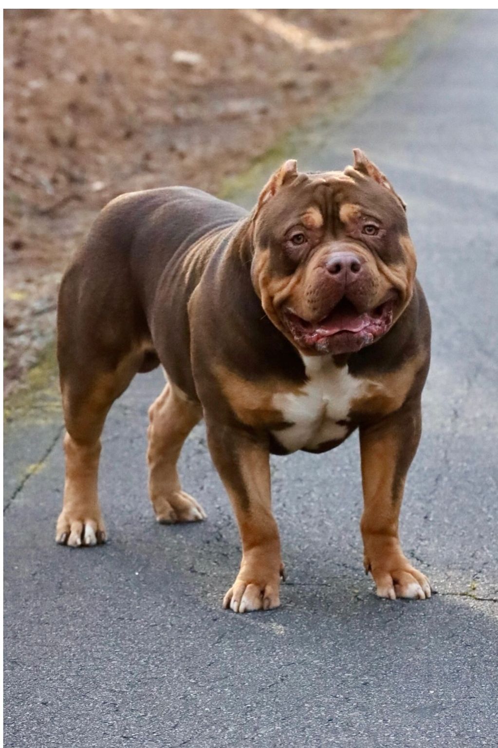 Bossy’s Conan 

Stud Fee 6500