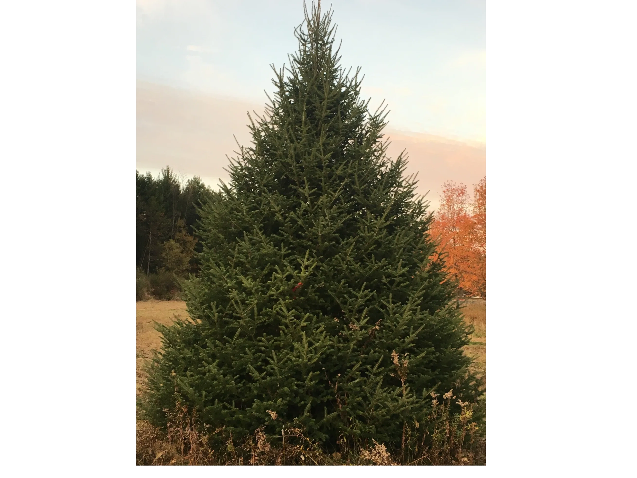 Just Trees