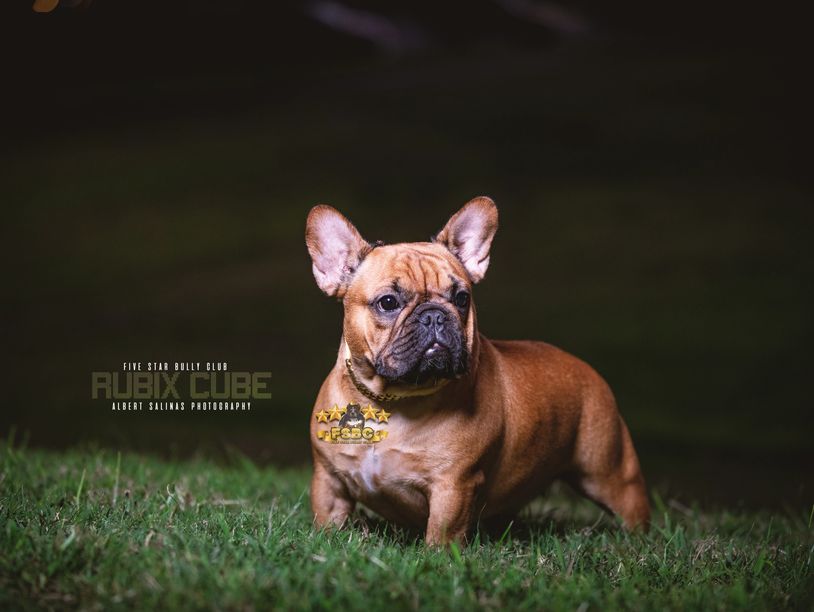 AKC registered Female