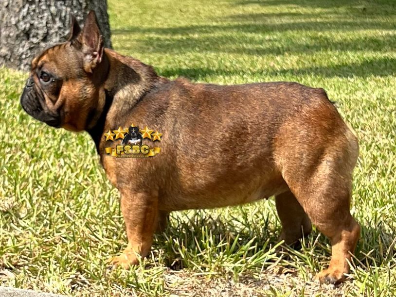 AKC registered Female