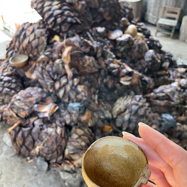 Hand holding a cup with a pile of roasted agave piñas in the background.