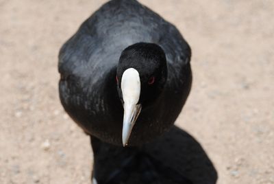 Eurasion Coot