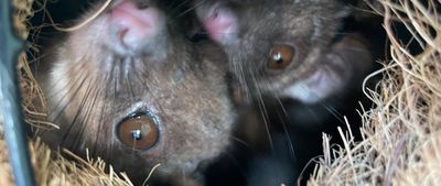 Common Ringtail Possums