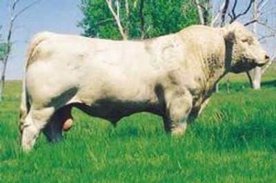 Charolais bull
Aschermann Charolais Cattle