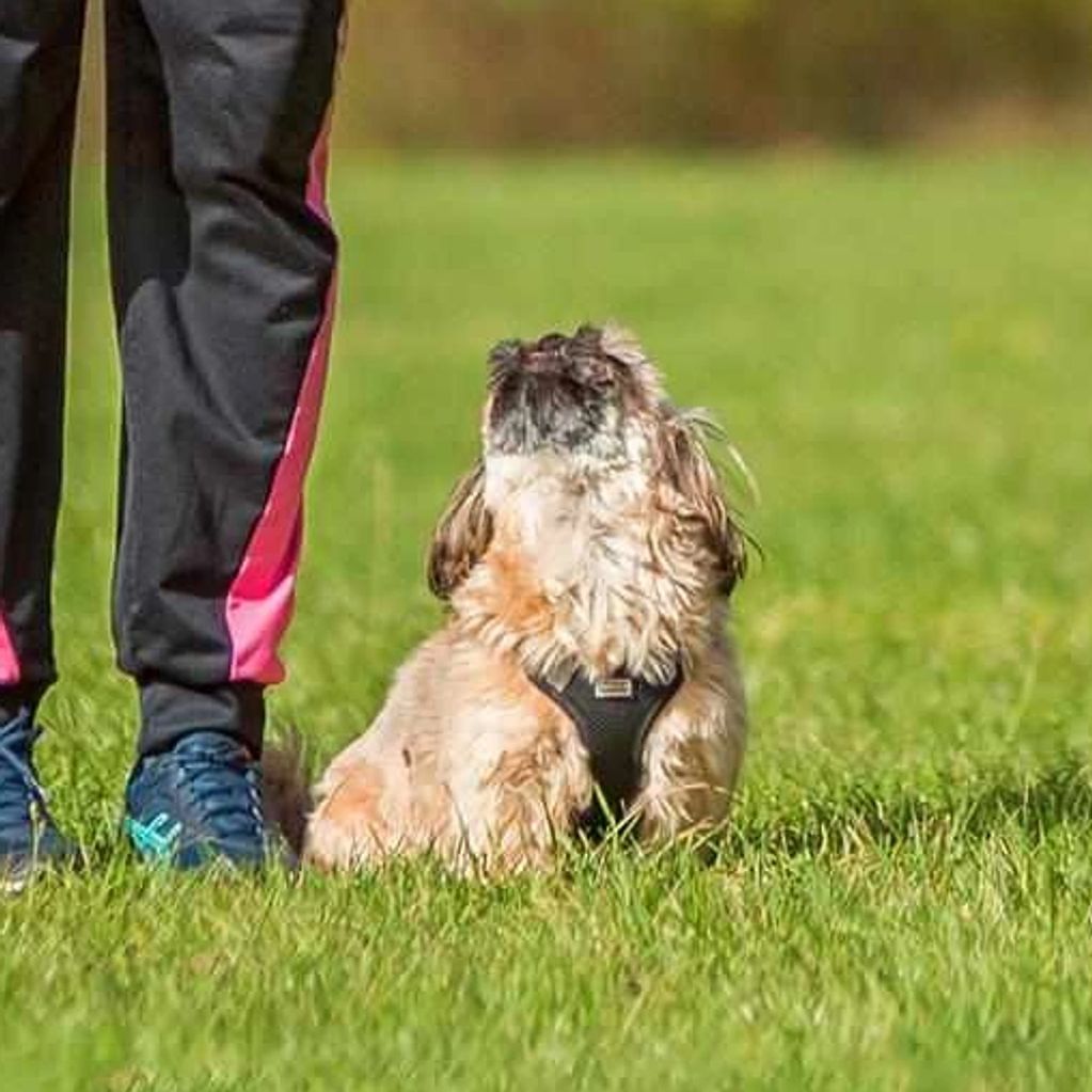 A small dog sitting on grass looking up beside a person wearing black and pink pants.