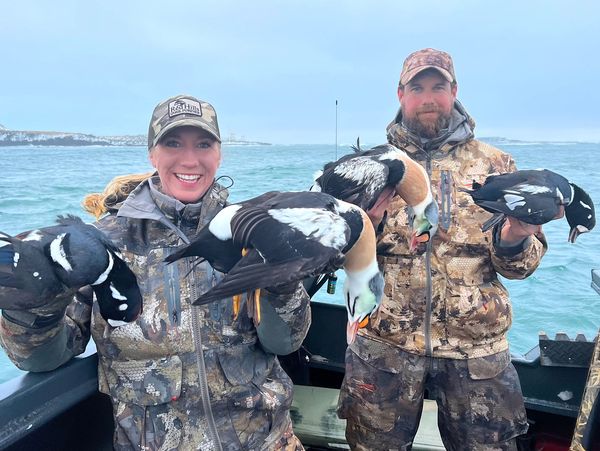 Greenland King Eiders Vs Alaska King Eider Hunt and Harlequin