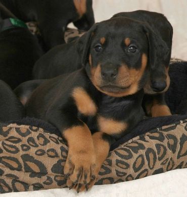 Doberman Pinscher puppy
Puppy
Doberman
Doberman Pinscher