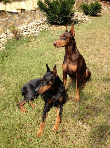 Doberman Pinschers
Doberman
Black Doberman
Red Doberman