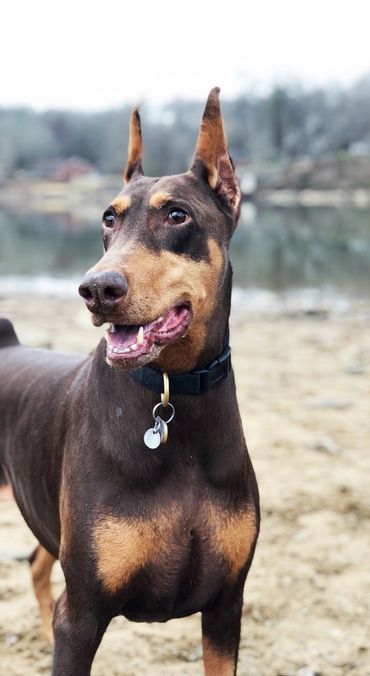 Doberman Pinscher