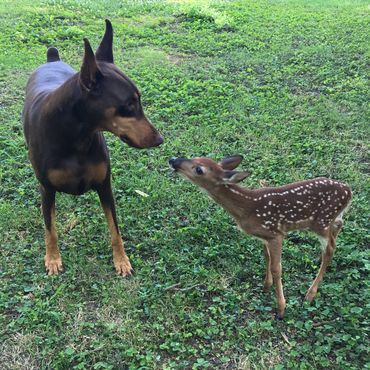 Doberman Pinscher 
Red Doberman 
Doberman