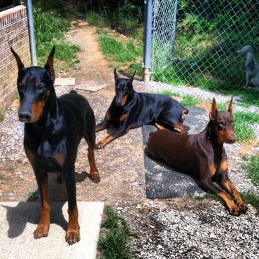 Dobermans
Red Doberman
Black Doberman
Doberman Pinscher